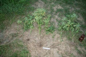 Slika slike-vijesti/2010 godina/marihuana_stabljikeW.jpg